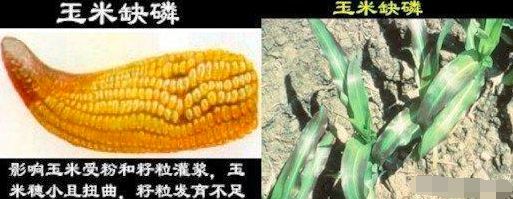 不懂氮、磷、钾作用的农民!请认真读完这篇文章! ——写给所有农作物的种植者