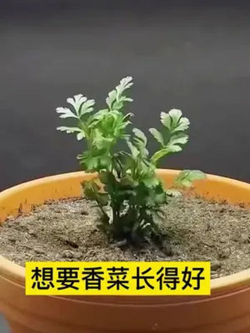 想吃香菜不用买,在家也能种出郁郁葱葱的香菜 三农 香菜种植 优质农产品 种植 香菜种子