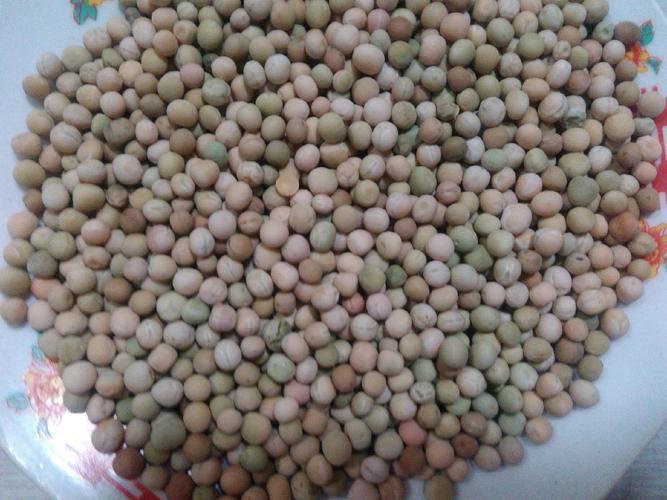石排企业横沥农产品配送讲解蔬菜种子休眠的原因及处理方法的图片
