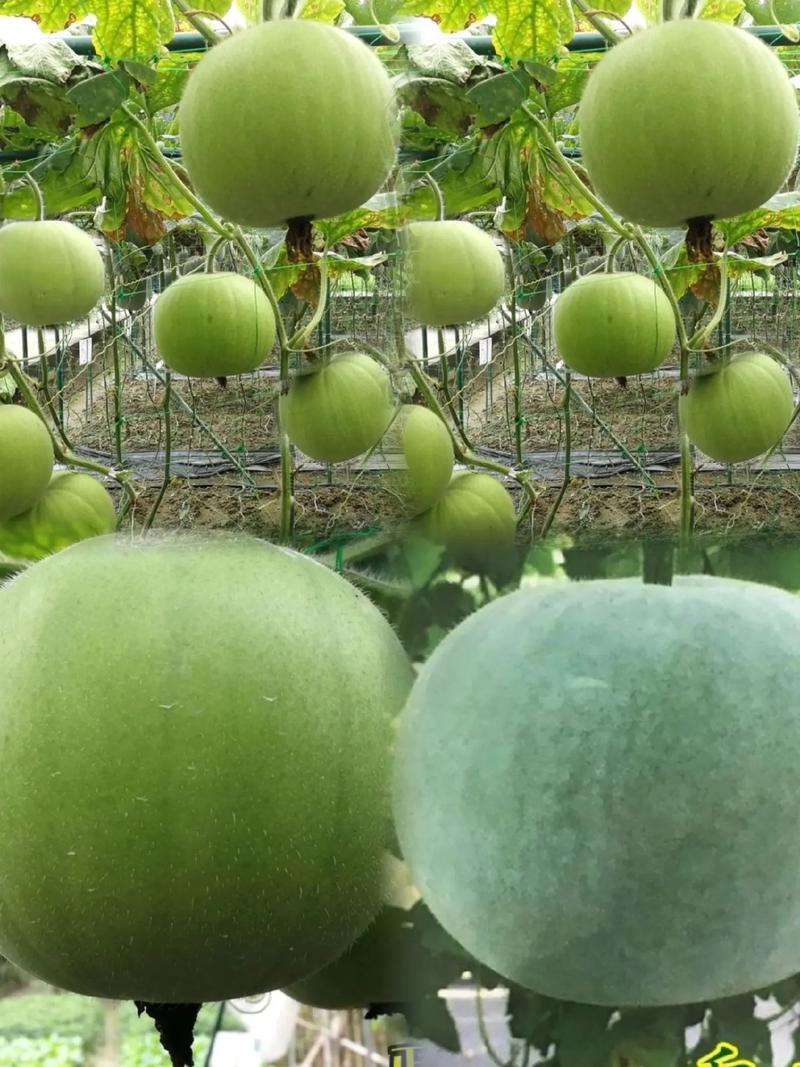 香芋冬瓜 一口下去满满香芋味，种植小技巧与优质农产品指南