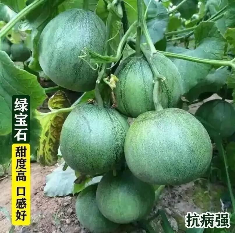 绿宝石甜瓜 甜蜜产业助力乡村振兴